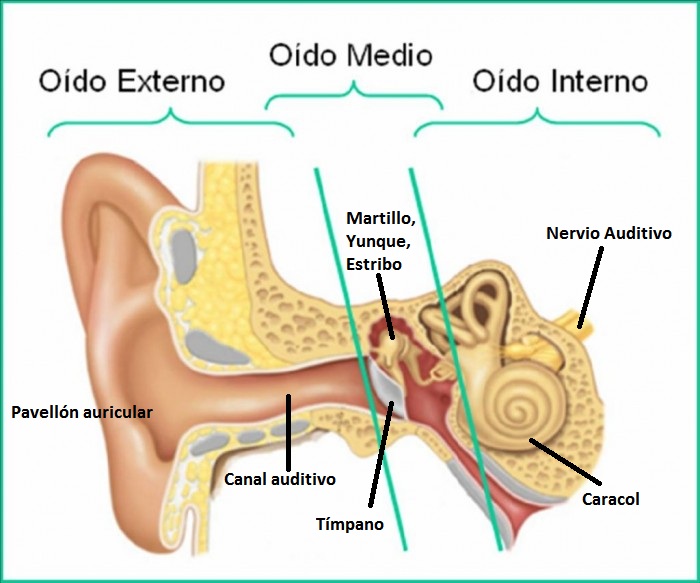 Audición en 3 partes: oído externo medio e interno - óptica Jesús